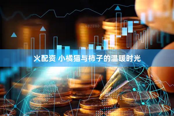 火配资 小橘猫与柿子的温暖时光